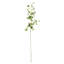 CLOVER STEM 26"