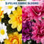 Multicolore floral