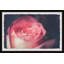 Single Bloom 1 Piece Single Picture Frame Painting-1855405786