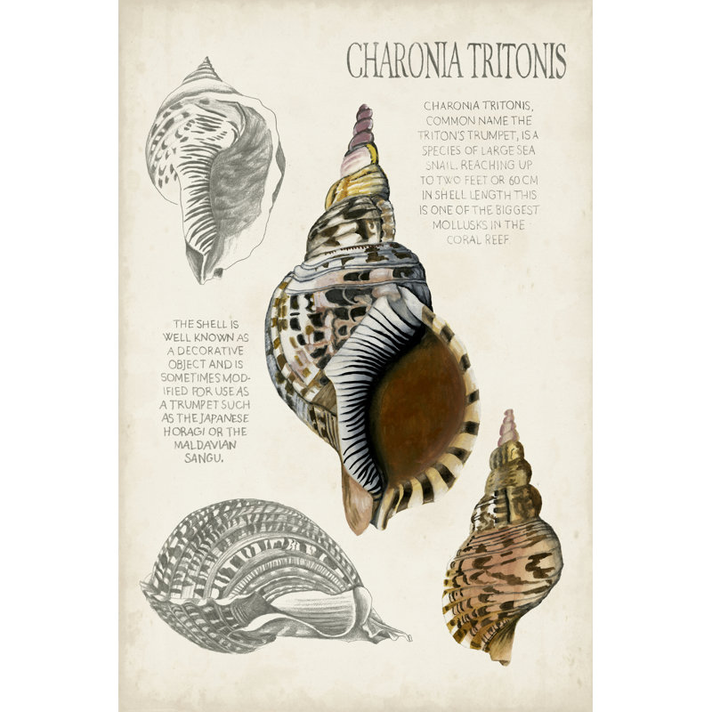 Seashell Field Notes I - Wrapped Canvas Art Print, 46cm H x 30cm W x 3.8cm D