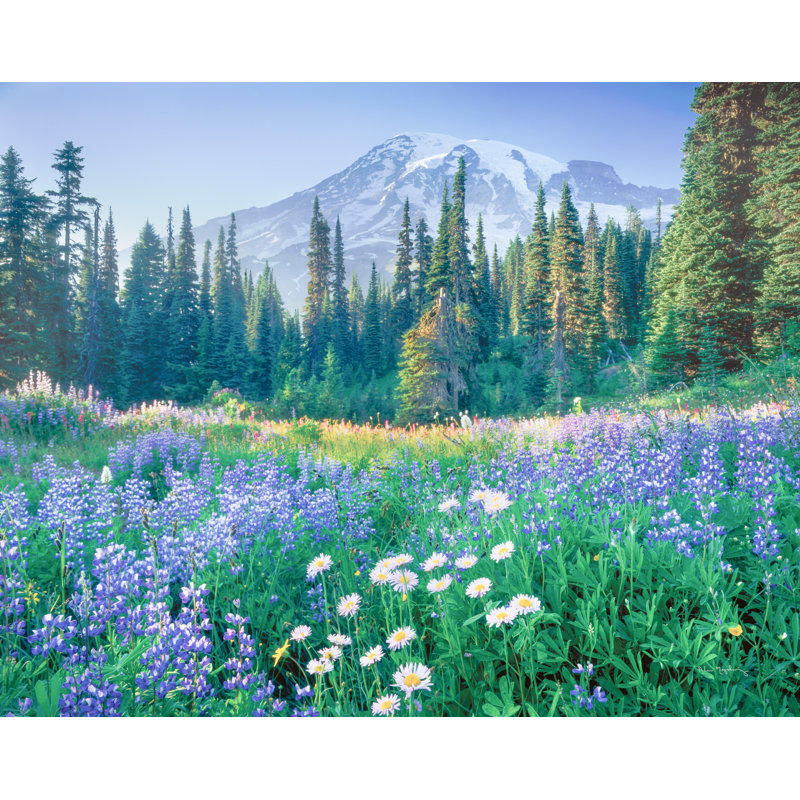 Mont Rainier, fleurs sauvages bleues, pins, lavande, H 24 po x l 48 po x P 1,5 po