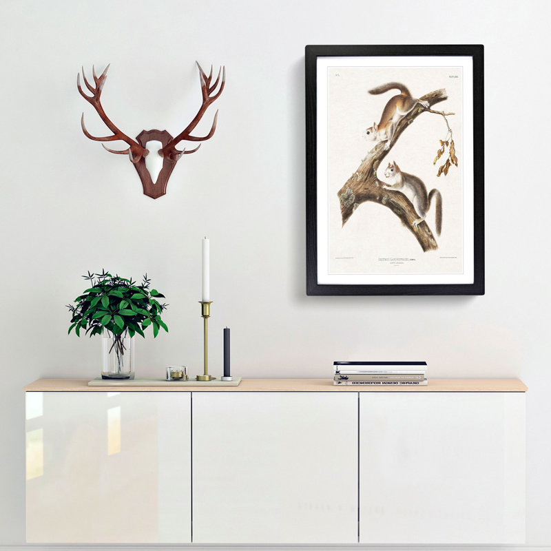 Downy Squirrels by J.W. Audubon - Picture Frame Painting Print, Black Framed, 65cm H x 48cm W x 2cm D