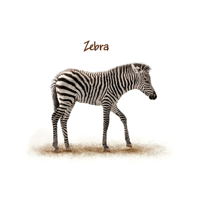 Cute Baby Zebra Walking by Susan Schmitz - Wrapped Canvas Print, 66.04 cm H x 66.04 cm W x 1.91 cm D, Wrapped Canvas