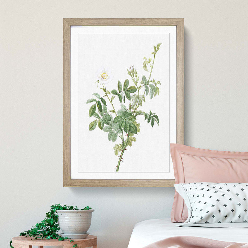 White Downy Rose by Pierre-Joseph Redoute - Picture Frame Art Prints, 48cm H x 36cm W x 2cm D, Oak Framed