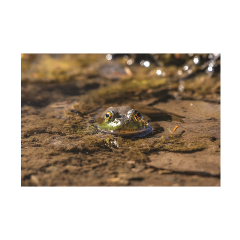 Bolog Kurt Shaffer Frog Staredown Canvas Art, 12" H x 19" W