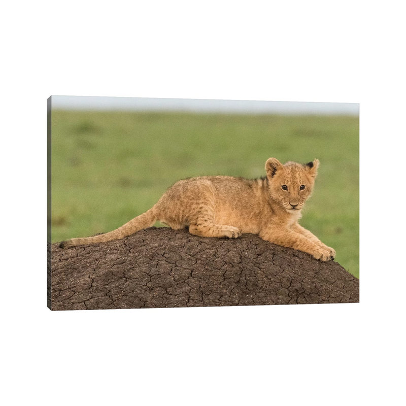Africa, Kenya, Maasai Mara National Reserve Lion Cub On Termite Mound by Jaynes Gallery - Wrapped Canvas Print