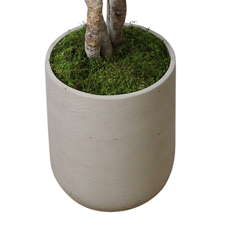 Lemon Tree in Fiberstone Pot