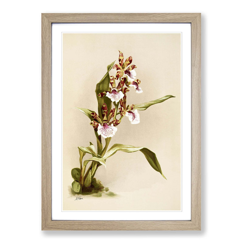 Magnolia Flowers Illustration Tab. 73 by Frederick Sander - Picture Frame Painting Print, Oak, 50cm H x 35cm W x 2cm D