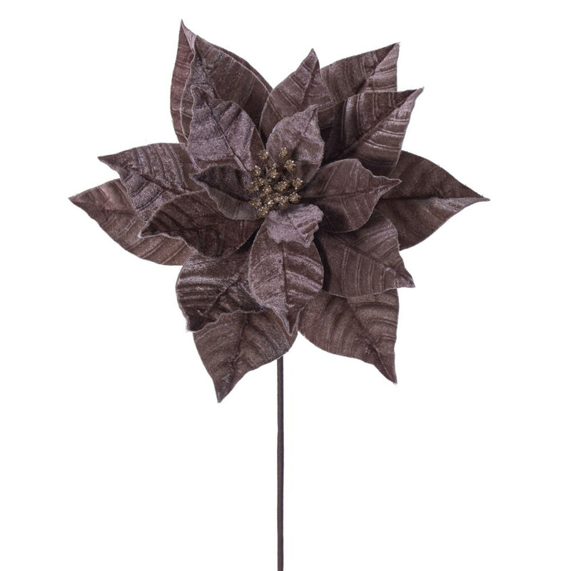 Tiges de poinsettia, Moka