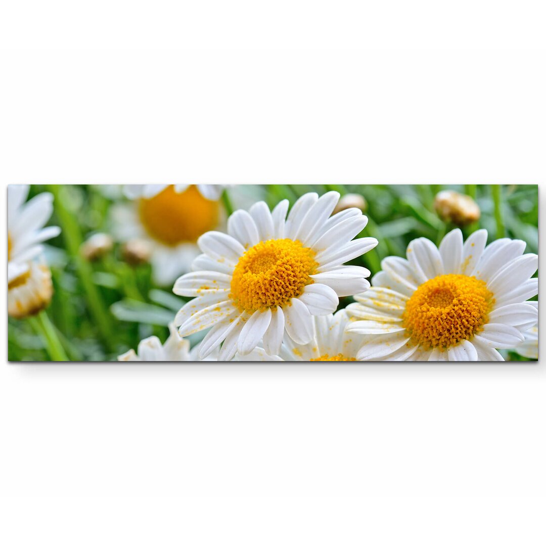 Leinwandbild Nahaufnahme Daisy Meadow