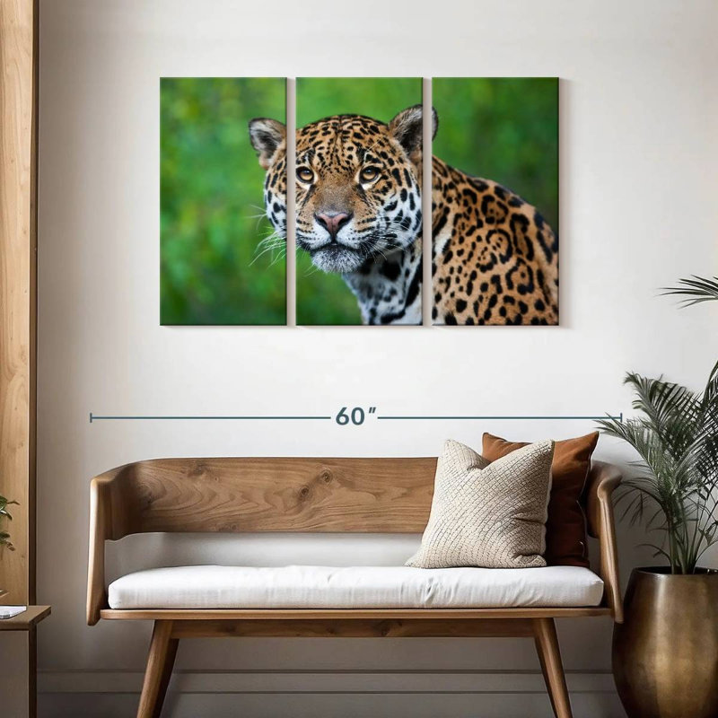 Jaguar Gaze