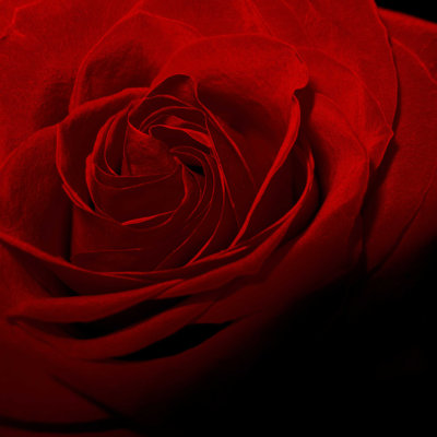 " Red Rose Flower " by Silmairel
