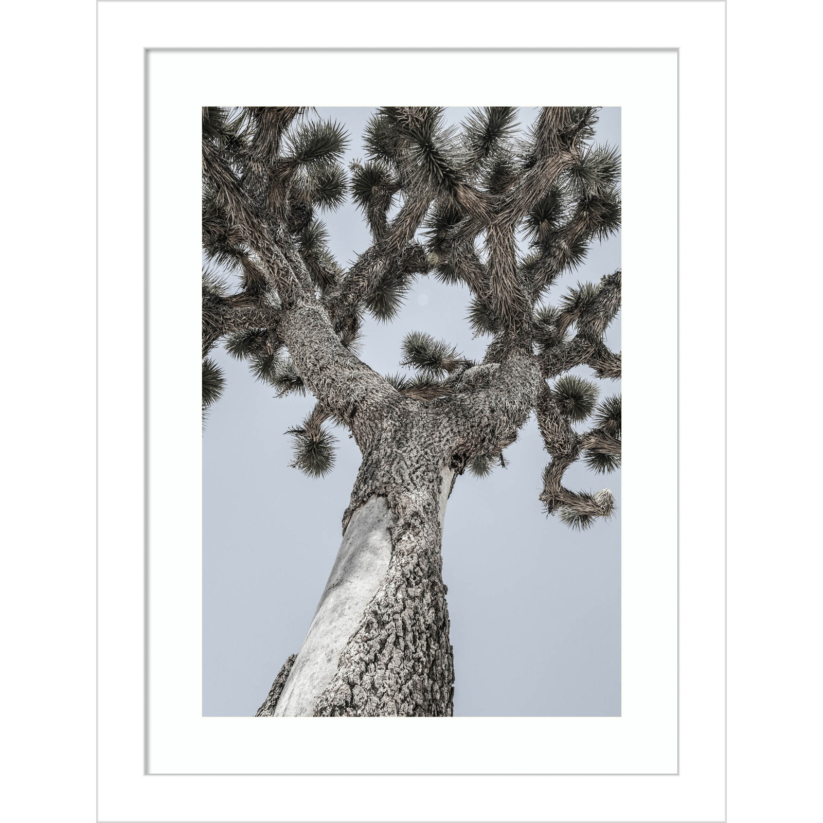 Daisey "Joshua" Print by Shot by Clint, White , 13" H x 10" W