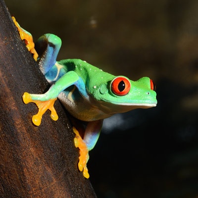 «Red-Eye Tree Frog» par Alekseystemmer - photographie sur toile tendue