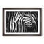 Stripes of the Zebras - Picture Frame Graphic Art-56706257-56706251