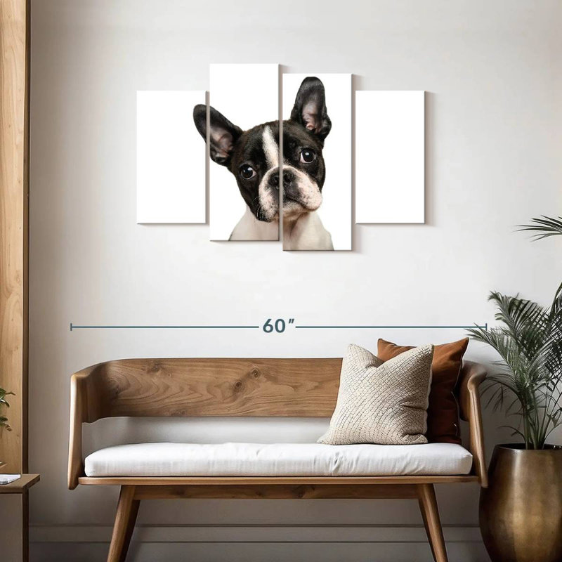 Brampt Little Boston Terrier, H 27 po x l 43 po