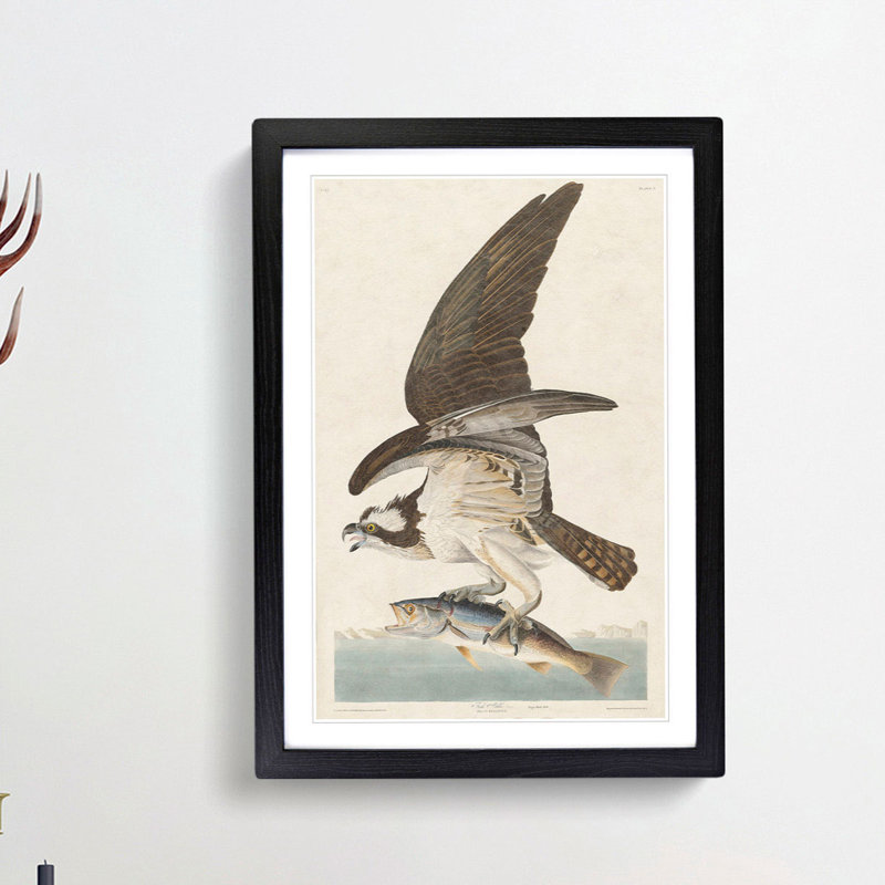 Osprey by John Audubon - Picture Frame Painting Print, 36cm H x 27cm W x 2cm D, Black Framed