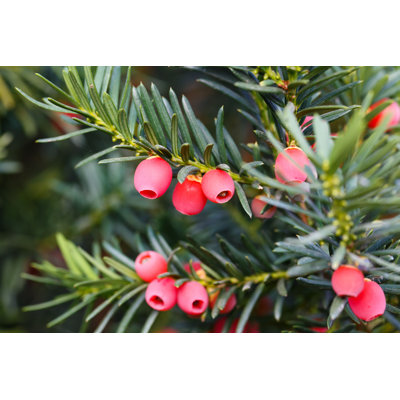 Gros plan sur un arbre par Xtrekx - photographie sur toile tendue