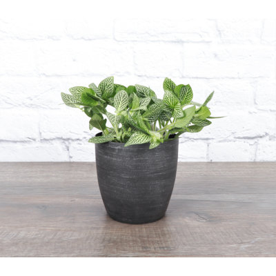 Live White Fittonia Nerve Plant in Classic Pot