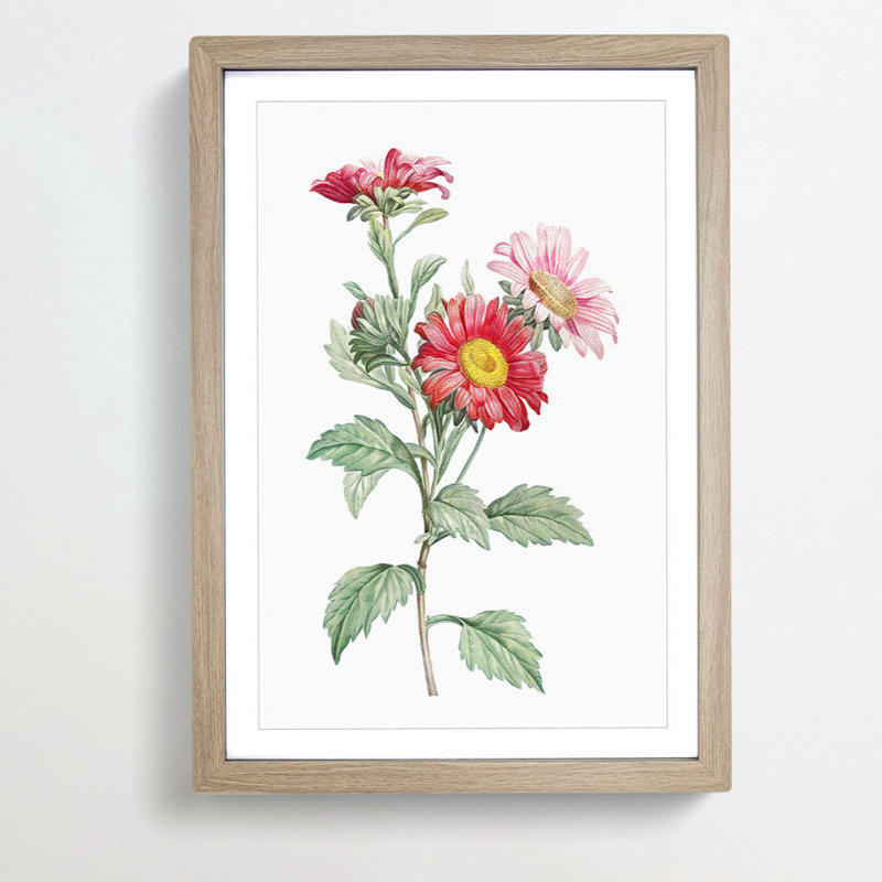 Red Aster Flowers by Pierre-Joseph Redoute - Picture Frame Painting Print, 36cm H x 27cm W x 2cm D, Oak Framed