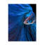 Andi Halil  Blue Moon Canvas Art-1589012187