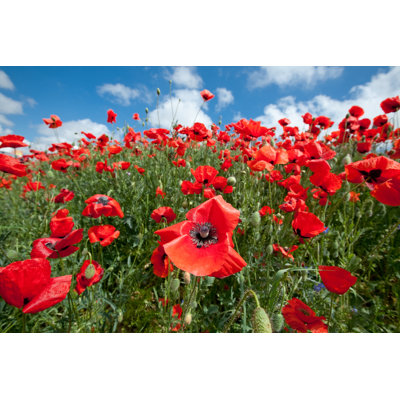 Eatonville Blossoming Poppy Field - Wrapped Canvas Print