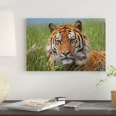 " Siberian Tiger Portrait, Endangered, Native To Siberia II " Color Photography Print