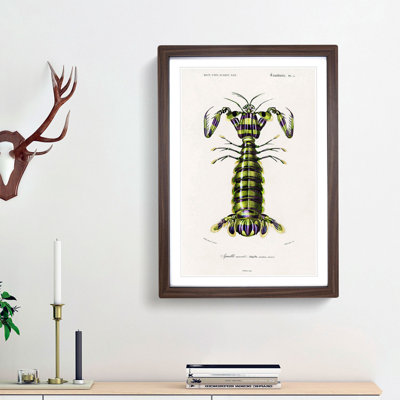 Giant Mantis Shrimp by Charles D'Orbigny - Framed Print