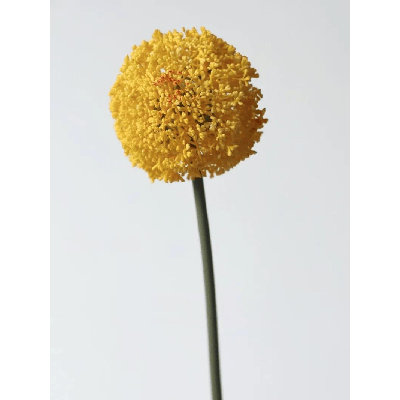 Tige sphérique Allium - 27 po