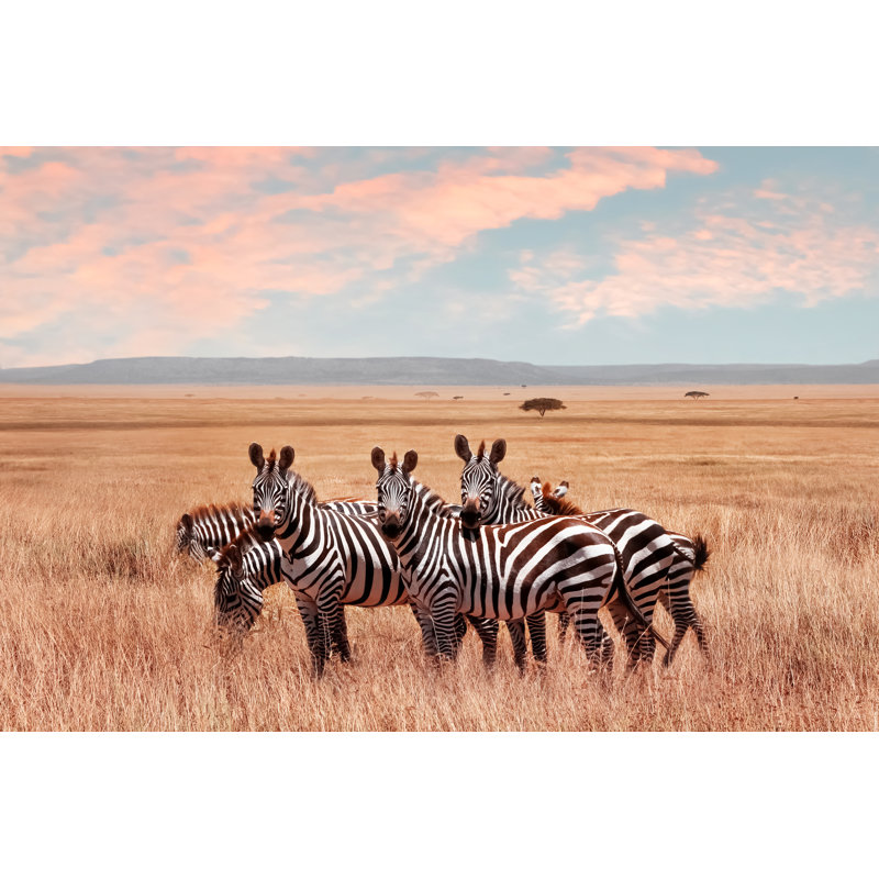 Wild African Zebras In The Serengeti National Park. Wild Life Of Africa. - Wrapped Canvas Print, 81cm H x 122cm W