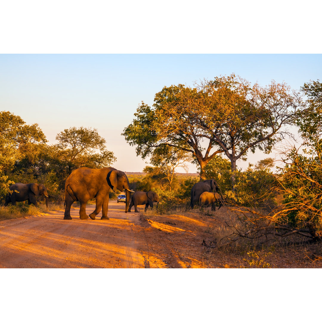 Fotografie auf Leinwand Huge Elephants Herd von Kavram