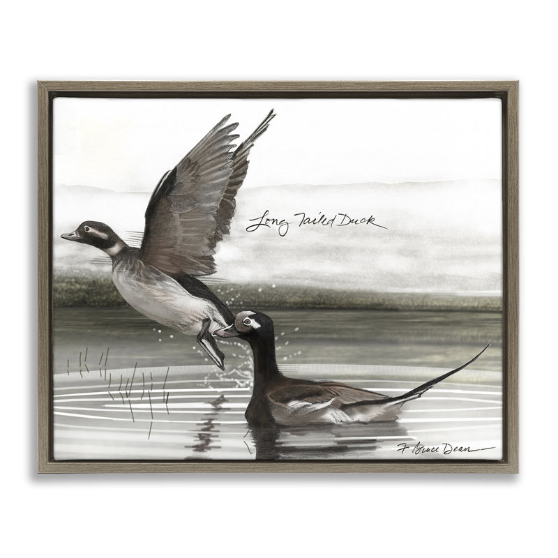 «Long Tailed Duck», art mural par Jadei, H 25 po x l 31 po, Cadre flottant orme Montalcino
