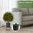 22'' Faux Boxwood Tree in Pot