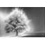 « lighted tree » par don schwartz, reproduction d’art sur toile tendue-15923860