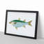 Mullet Fish by Edward Donovan - Framed Print-55580875-55580876