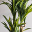 52'' Faux Plant in Pot