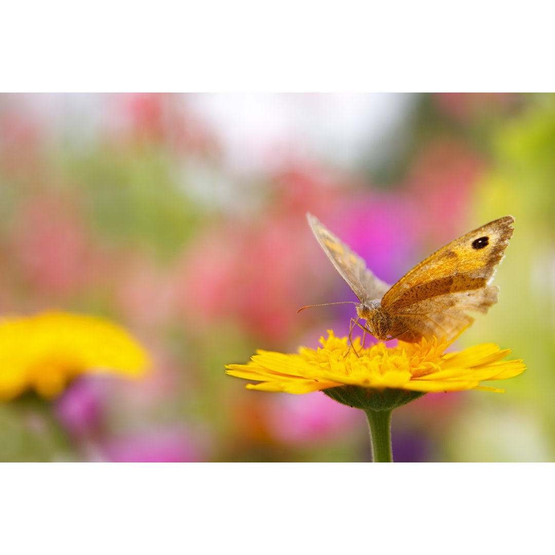 Schmetterling auf Blume - Kunstdrucke auf Leinwand ohne Rahmen