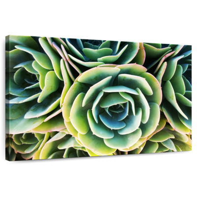 Rose succulente Harnek