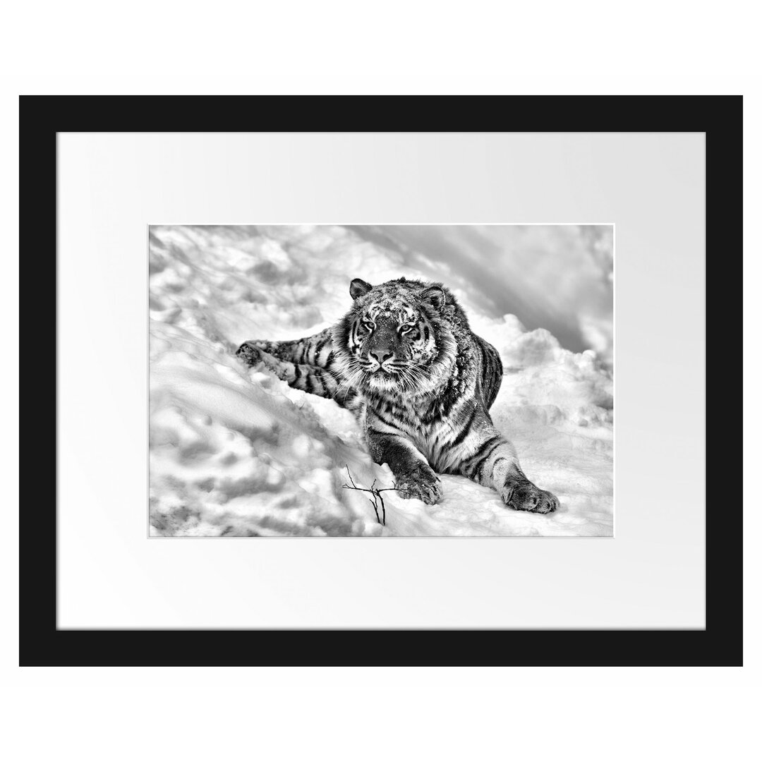 Gerahmtes Poster Amur Tiger im Schnee