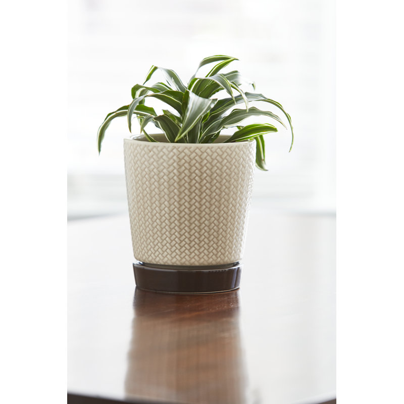 Light Brown and Dark Base Ceramic Pot Planter