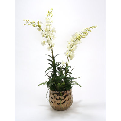 Mélange de orchidées blanc et de gabi vert dans un pot de fleurs