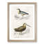 Bird Illustrations PL. 22 by Charles d Orbigny - Framed Print-55457170-55457173