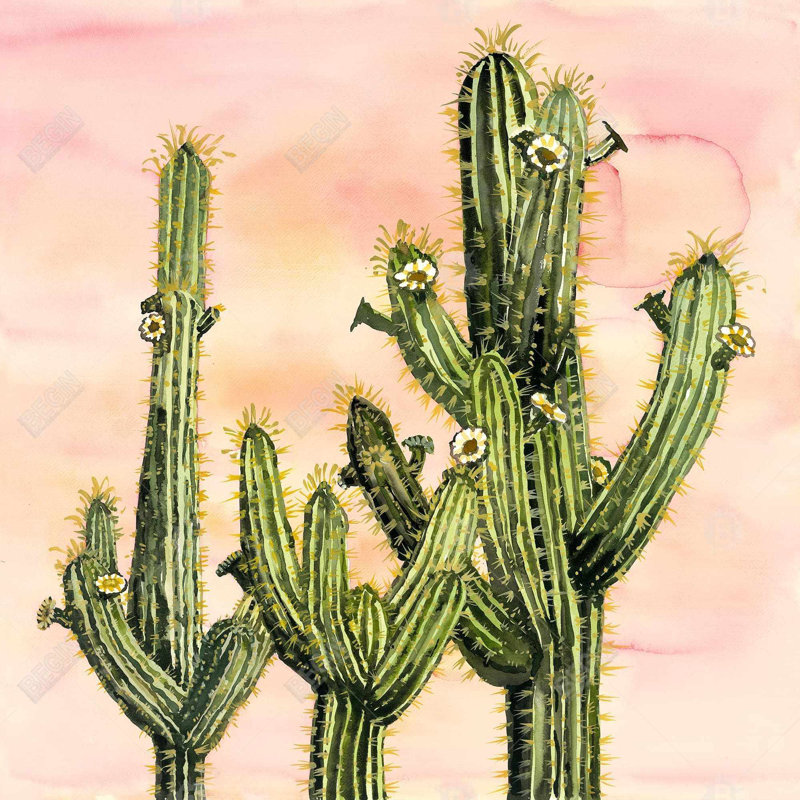 «Weberocereus Cactus»