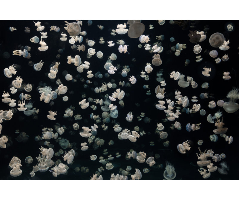 Wrapped Canvas Print, 60.96 cm H x 91.44 cm W