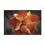 Œuvre d'art sur toile «Hibiscus jaune»-105645123