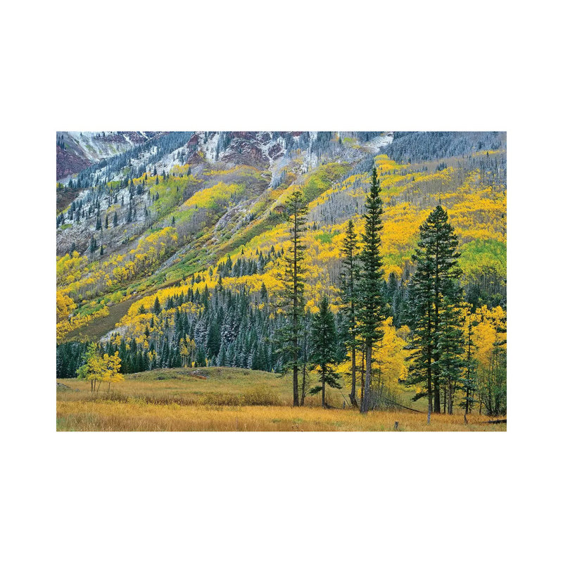 Quaking Aspen Grove In Fall Colours, Maroon Bells, Snowmass Wilderness, Colorado II by Tim Fitzharris - Wrapped Canvas Print