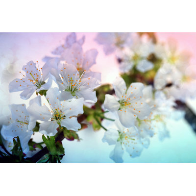 " Spring Background "