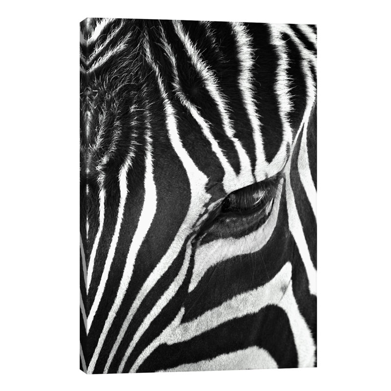 Zebra Stare by Bob Larson - Print on Canvas, 20.32 cm H x 30.48 cm W, Wrapped Canvas