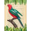 The Australian King Parrot, After Levaillant 1 Piece Wrapped Canvas Wall Art-1456328900