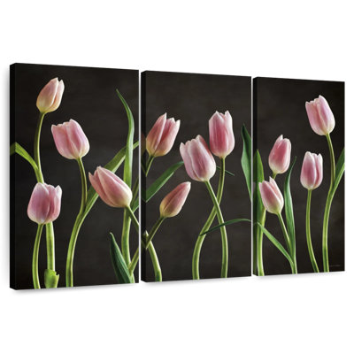 Tulipes Harnek Spring